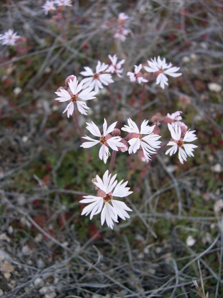 Image of bulbous woodland-star