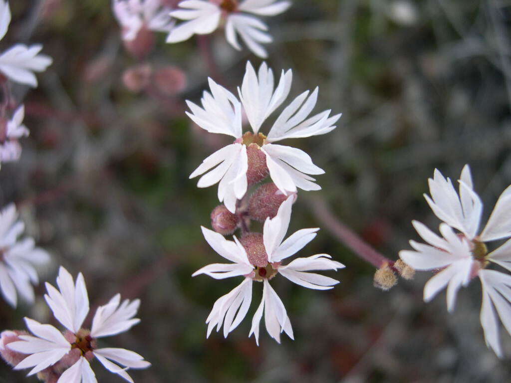 Image of bulbous woodland-star