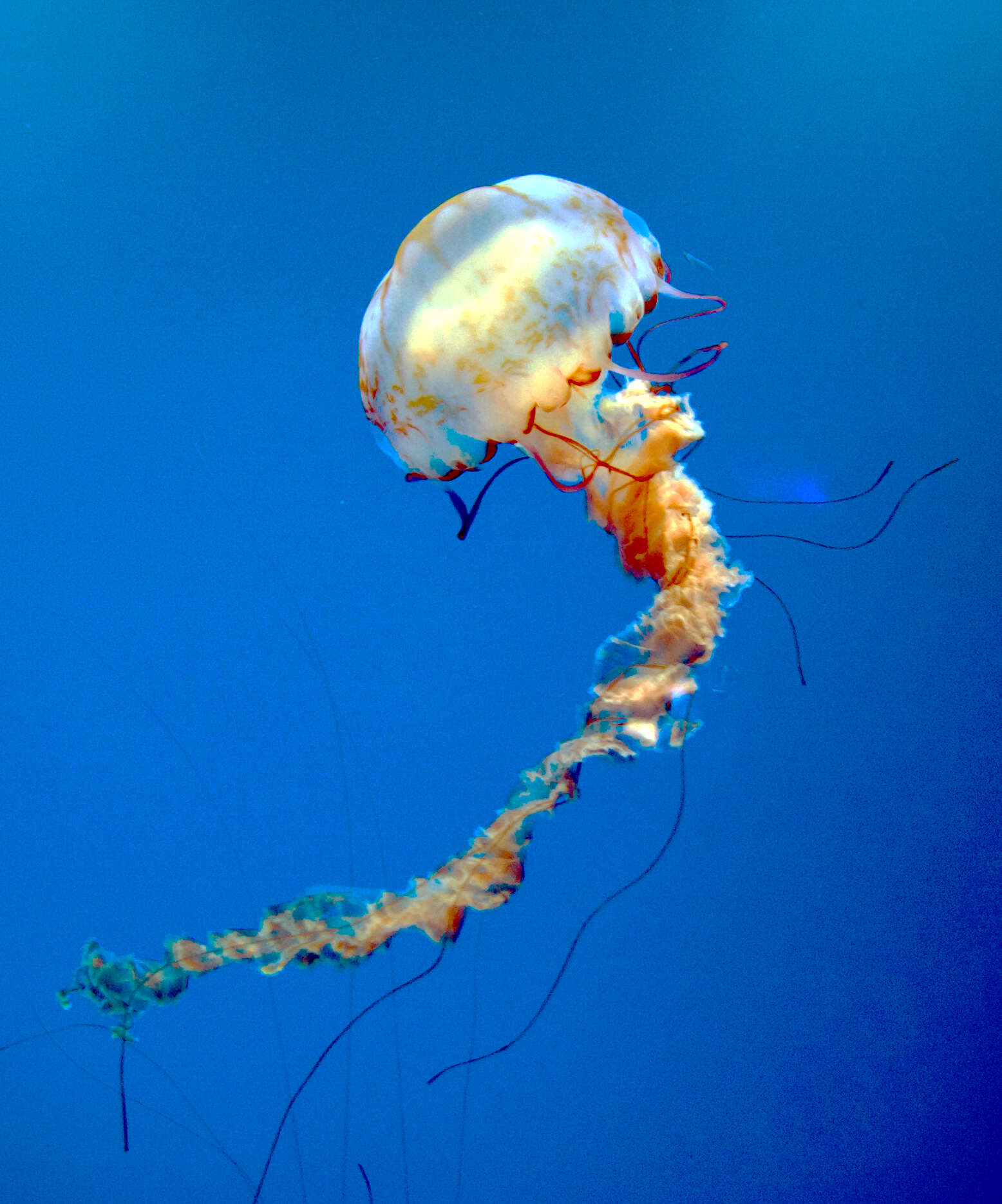 Image of purple-striped jellyfish