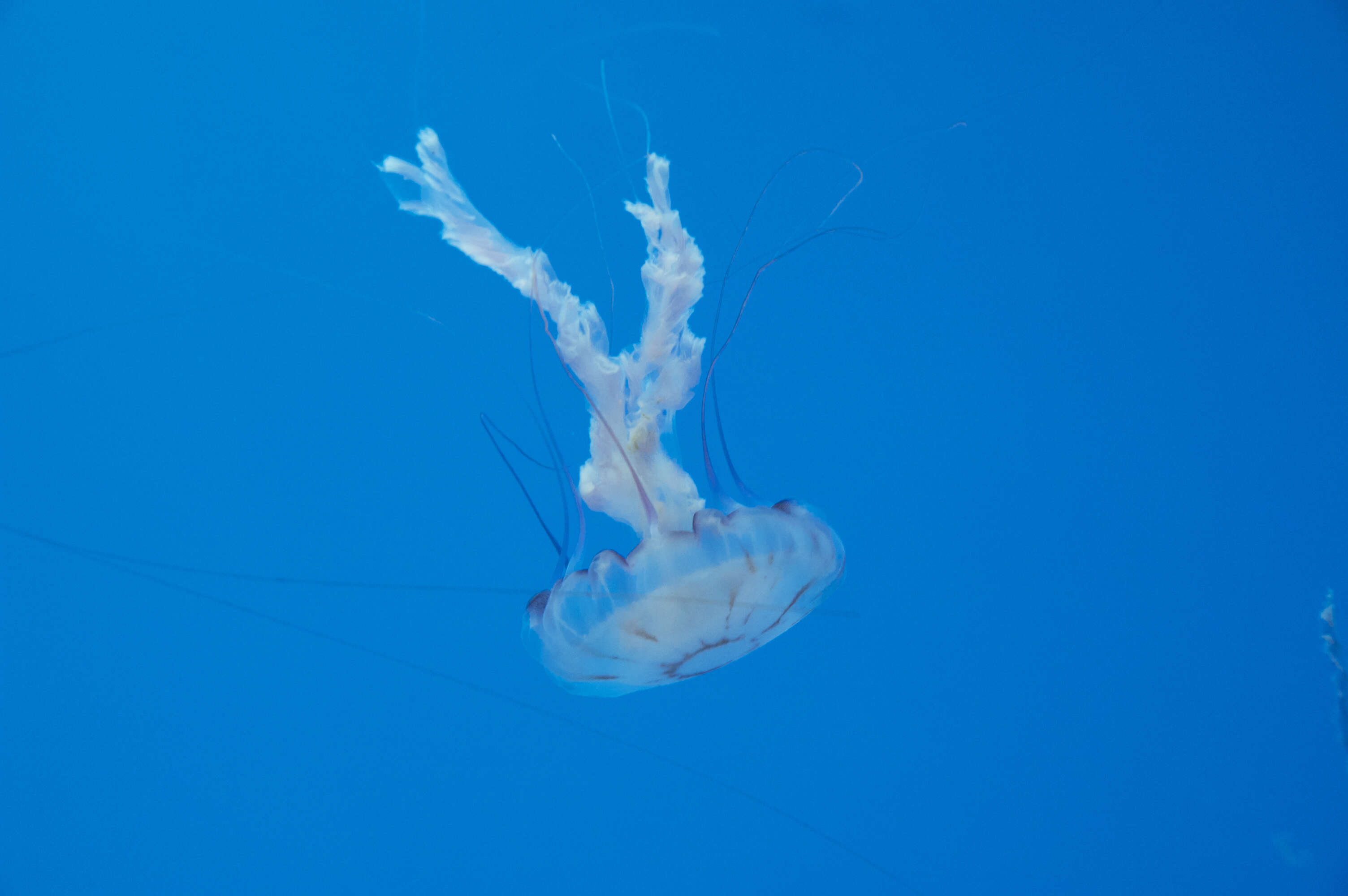 Image of purple-striped jellyfish