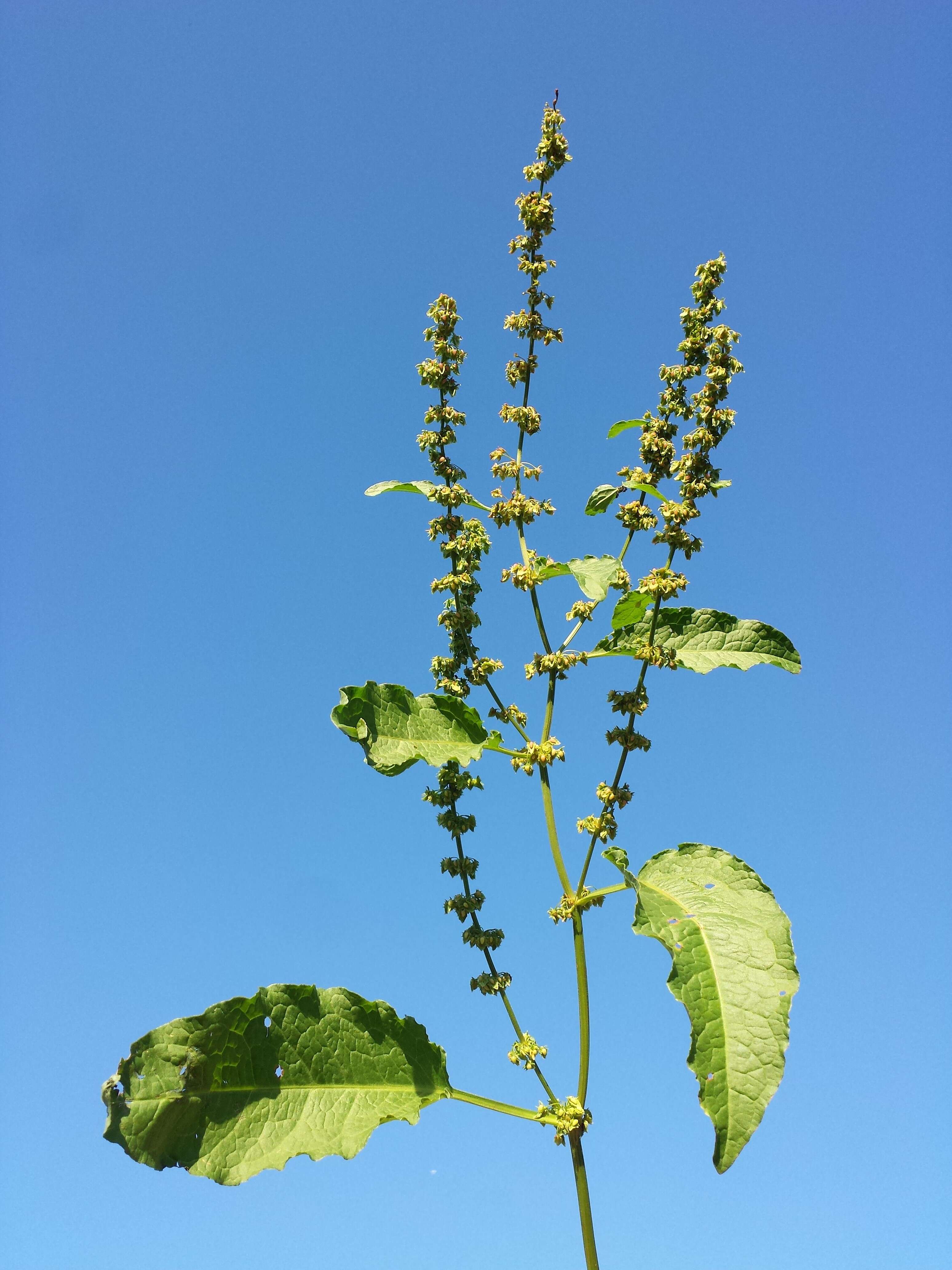 Imagem de Rumex obtusifolius L.