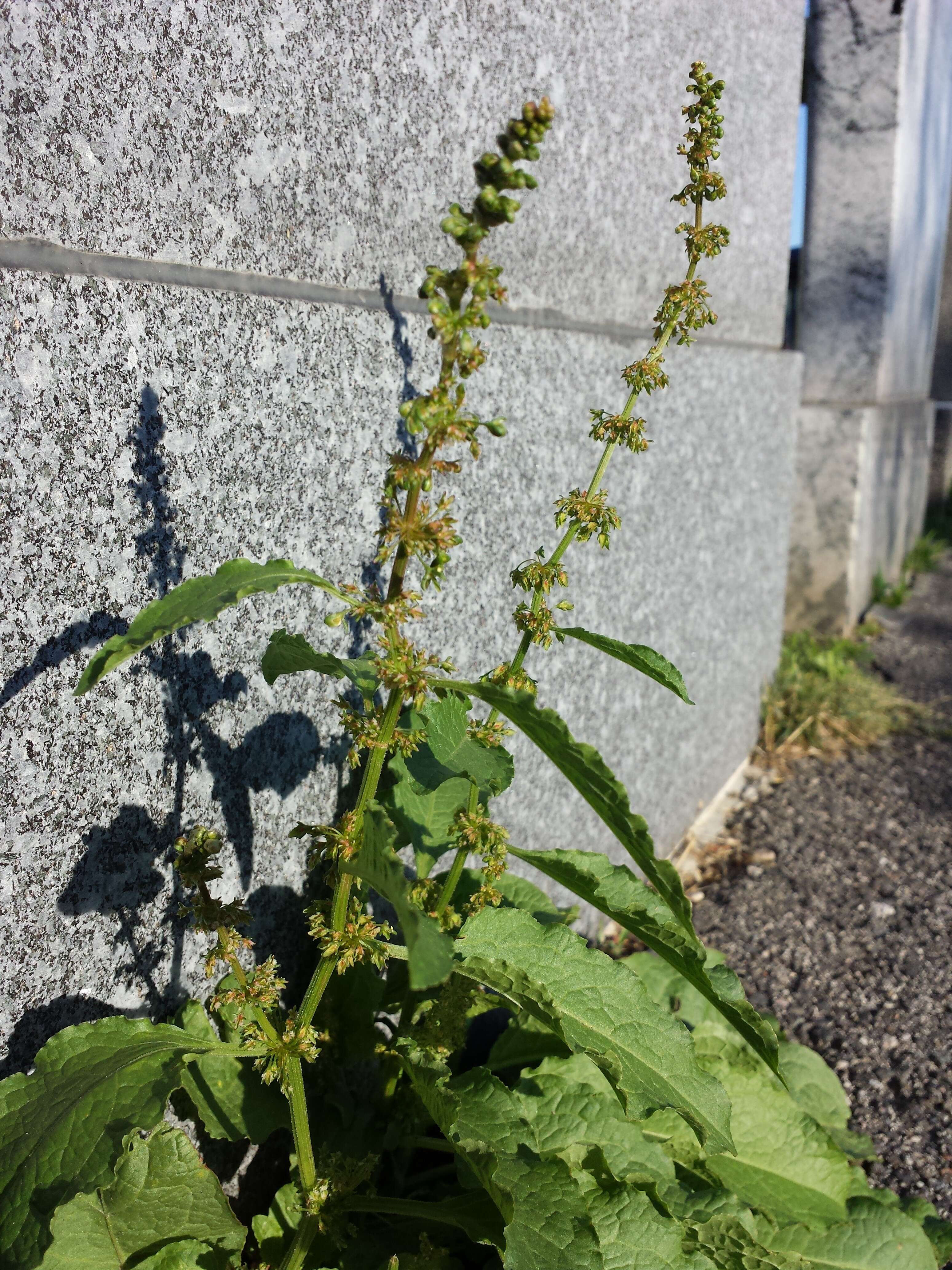 Imagem de Rumex obtusifolius L.