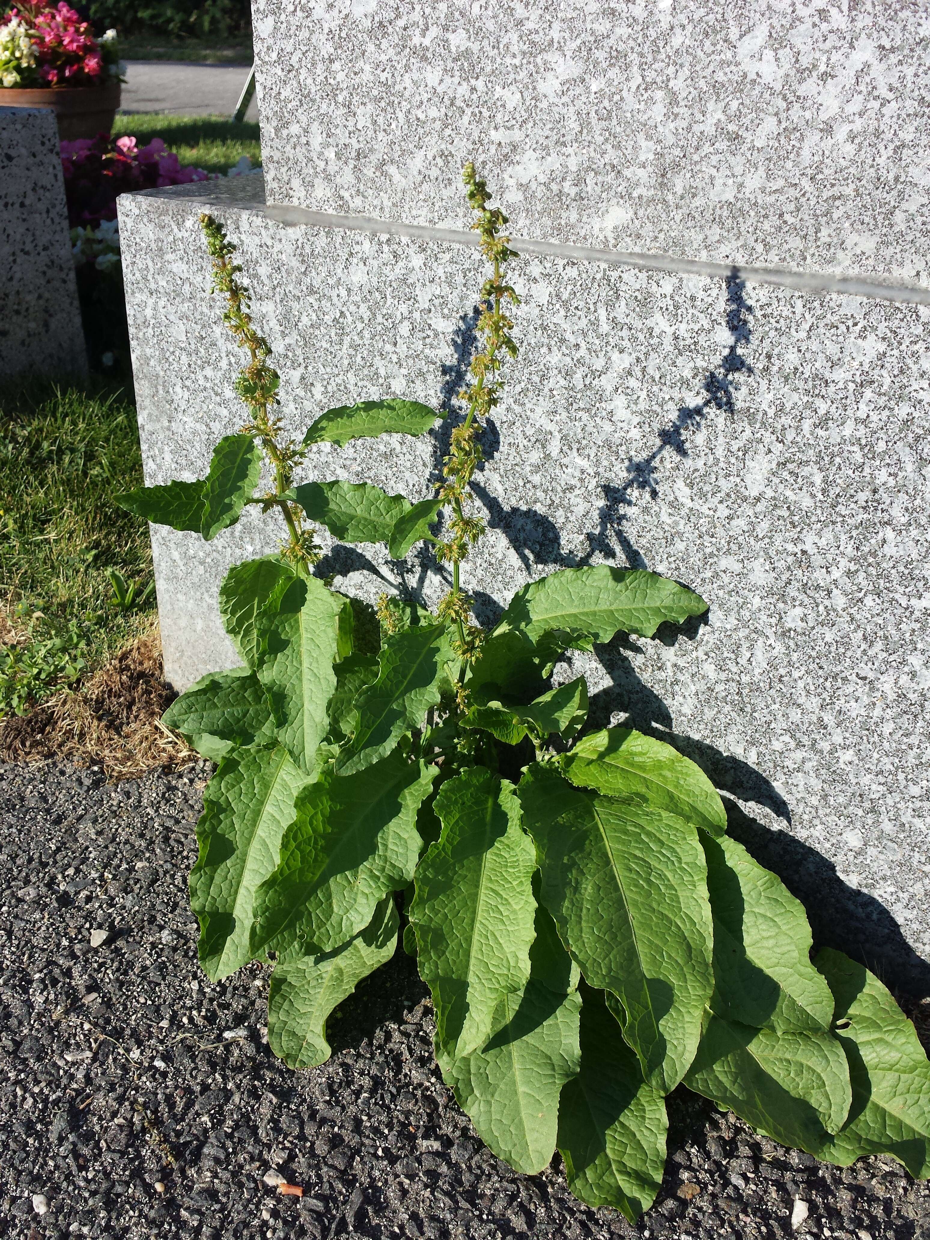 Imagem de Rumex obtusifolius L.