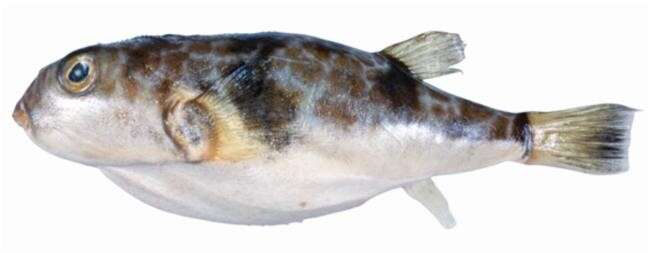 Image of Halstead's Toadfish