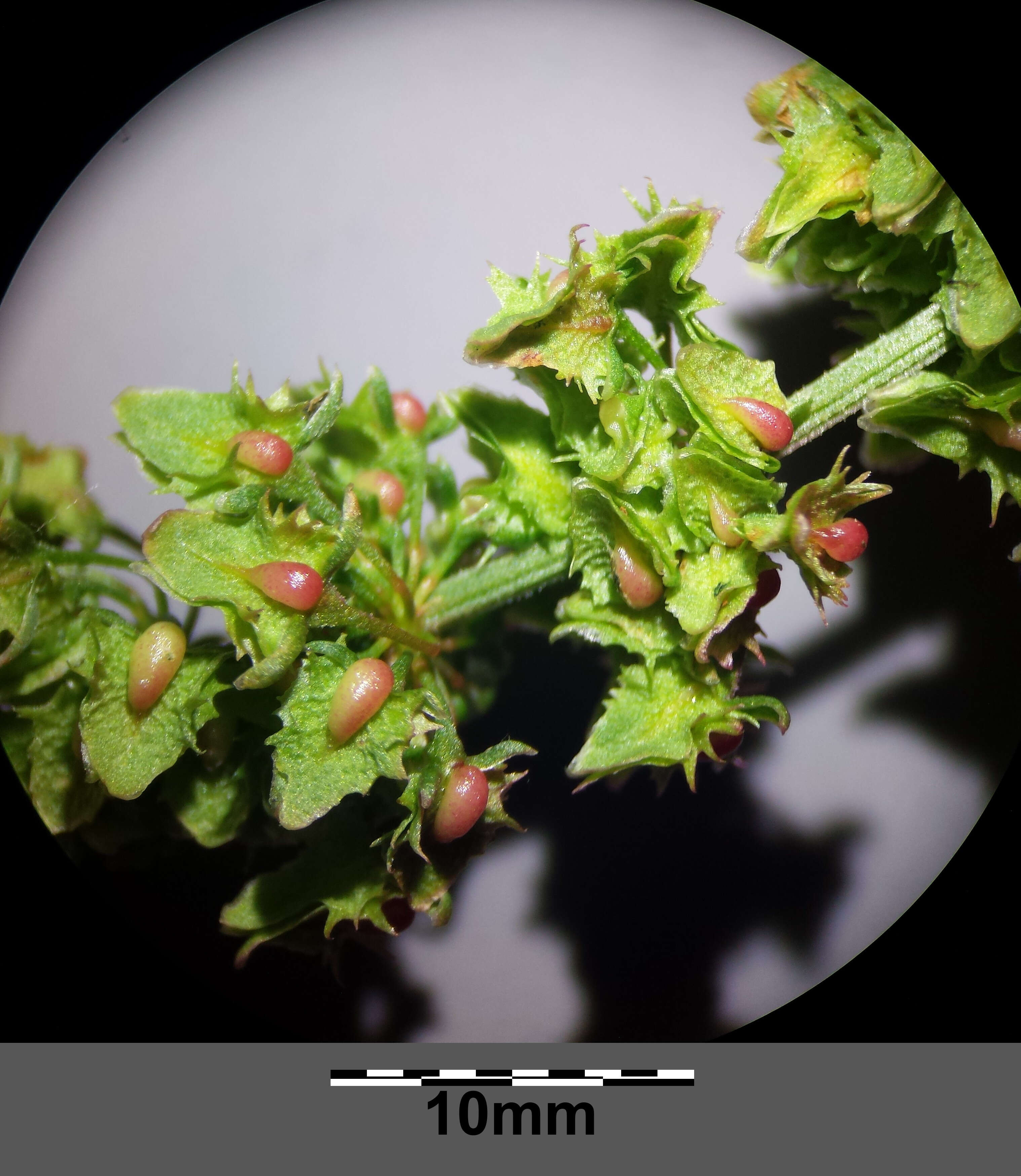 Imagem de Rumex obtusifolius L.