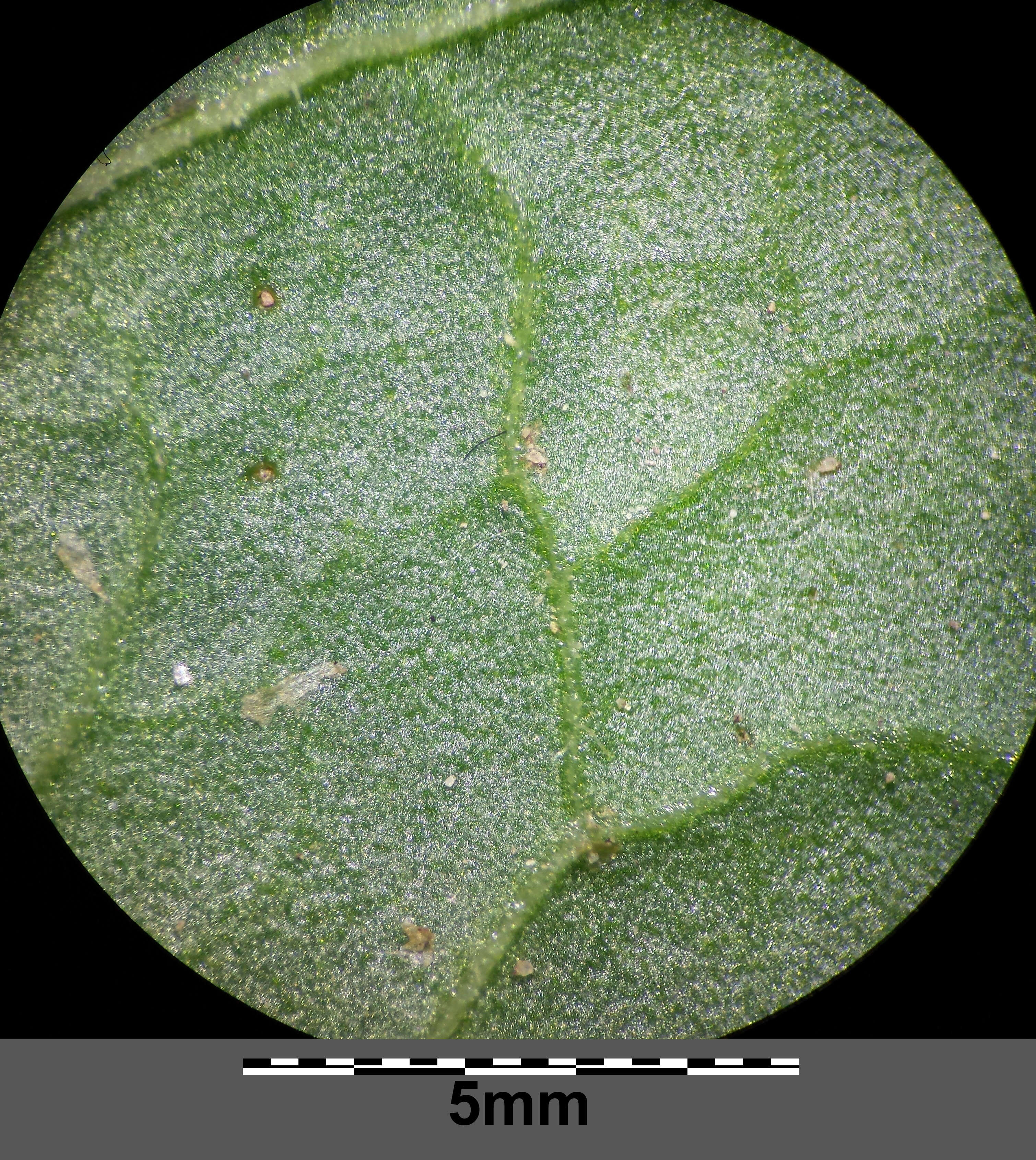 Imagem de Rumex obtusifolius L.