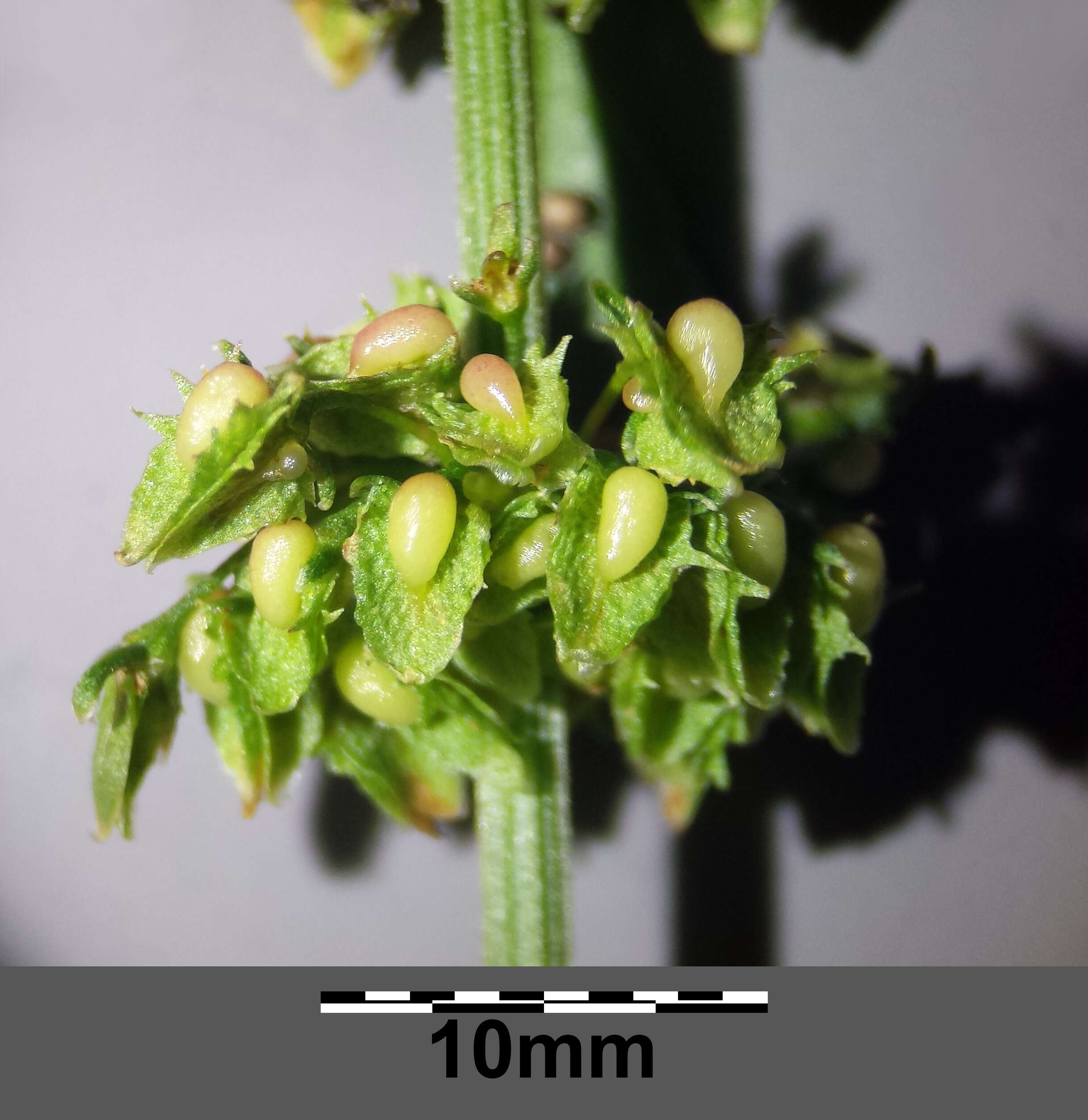 Imagem de Rumex obtusifolius L.