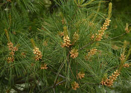 Image of eastern white pine