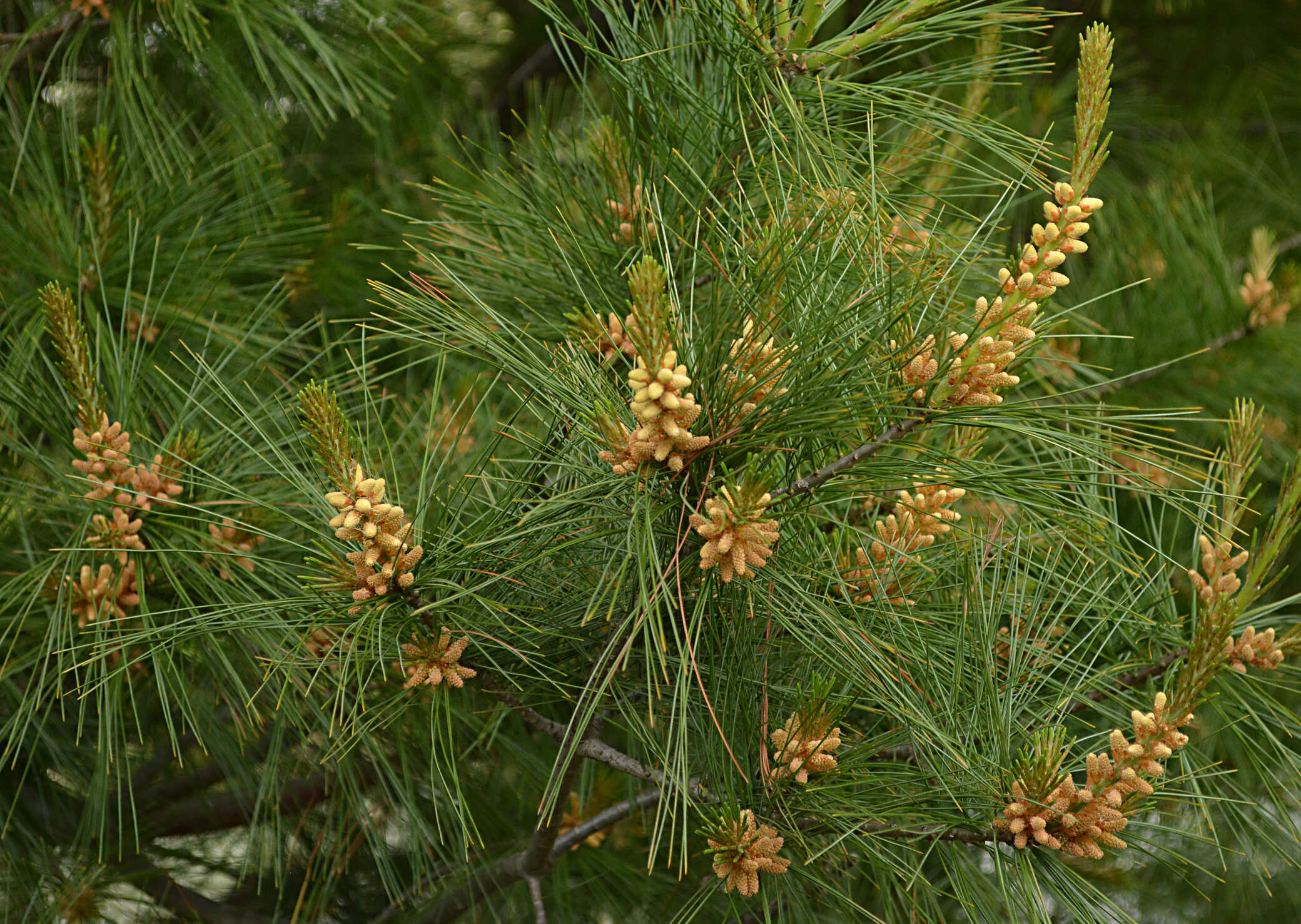 Image of eastern white pine