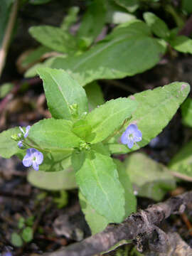 Image of American speedwell