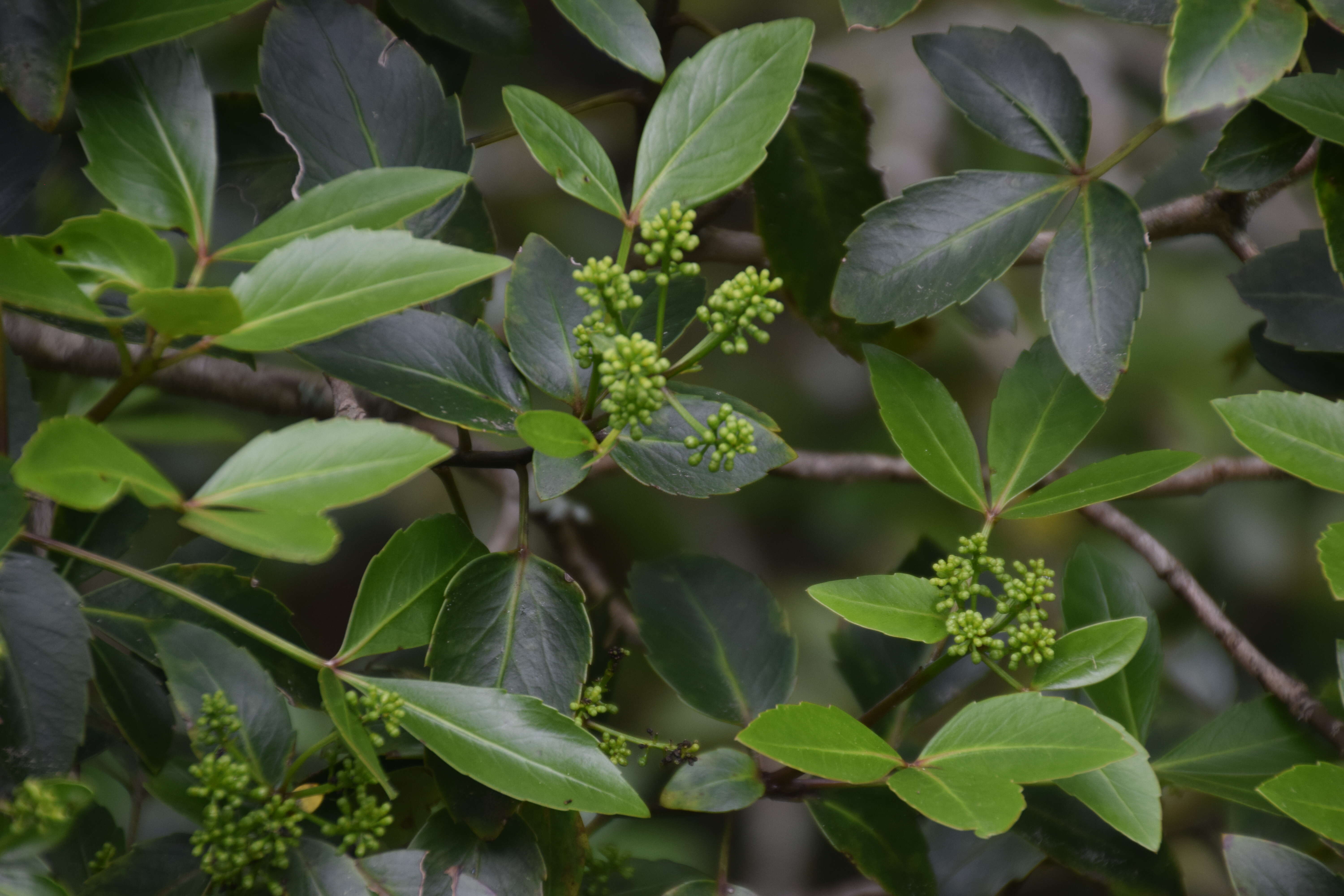 Image of Pseudopanax gilliesii Kirk