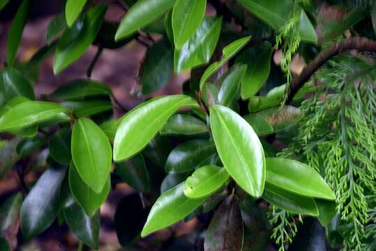 Image of Pseudowintera axillaris (J. R. & G. Forst.) Dandy