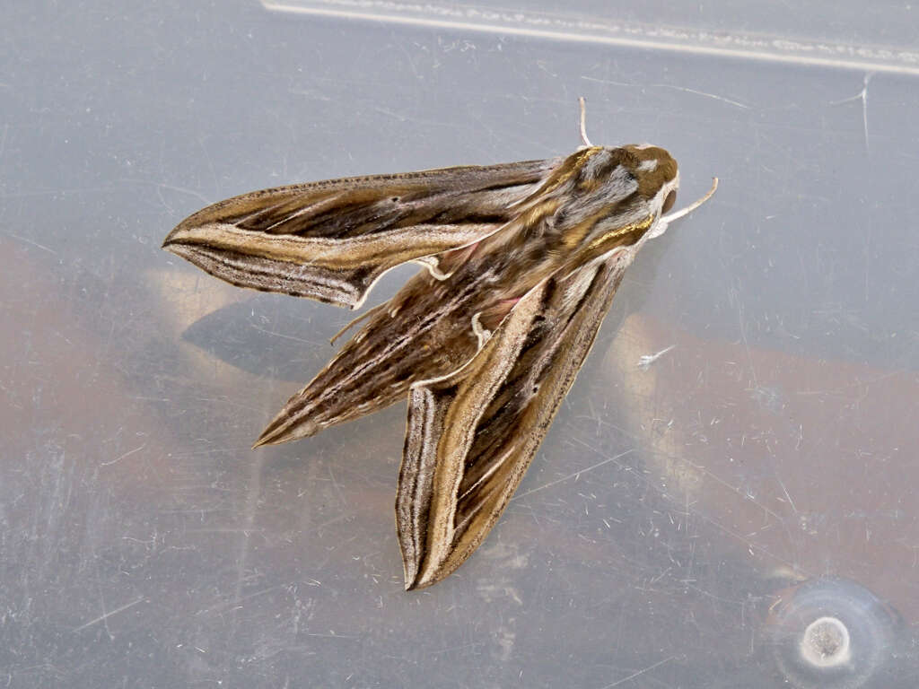 Image of Vine Hawk-Moth