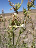 Plancia ëd Nicotiana attenuata Torr. ex S. Wats.