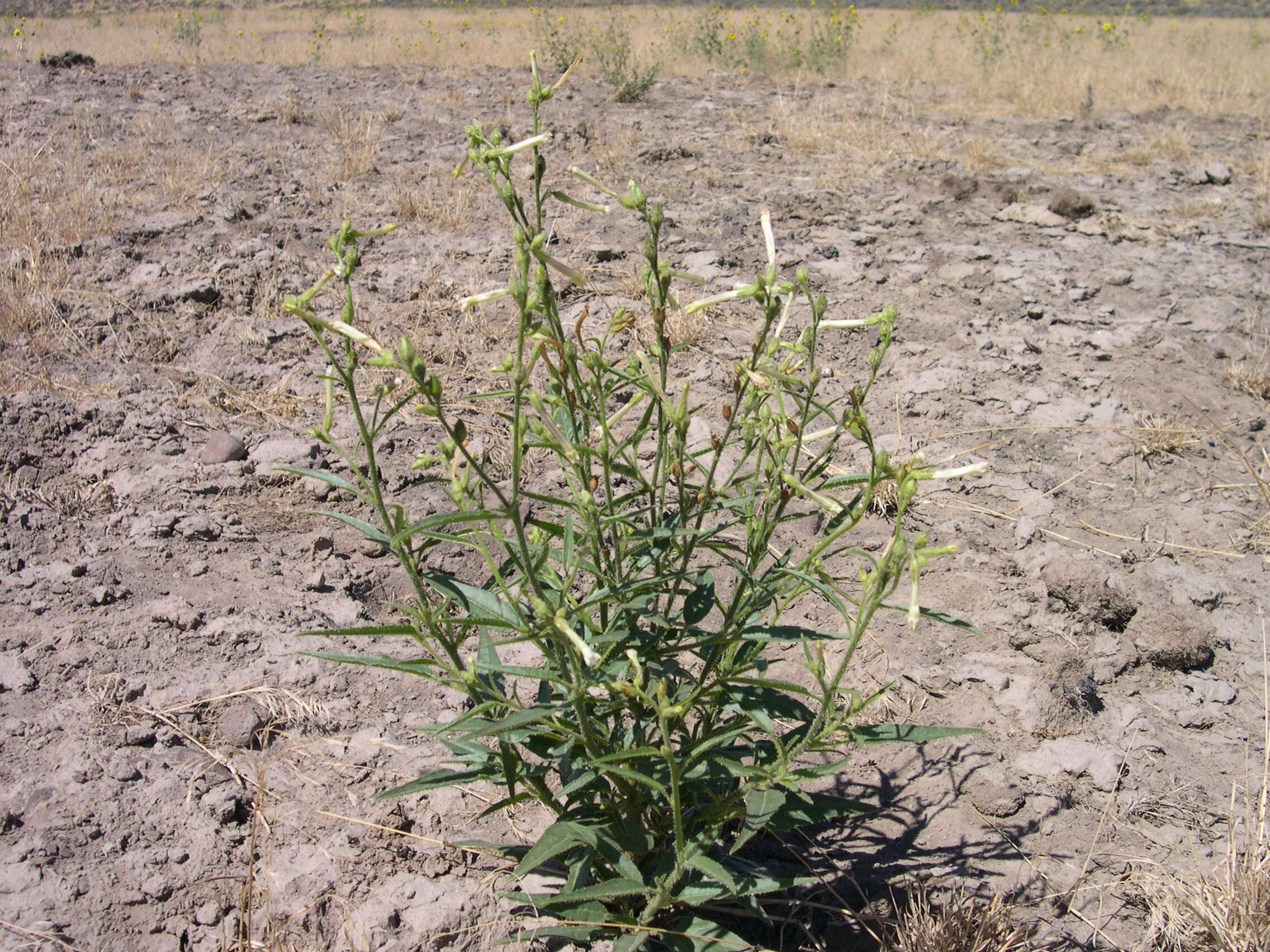 Plancia ëd Nicotiana attenuata Torr. ex S. Wats.