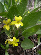 Image of Nuttall's violet