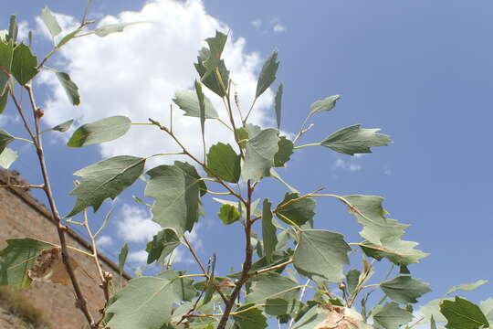 Image of Euphrates Poplar