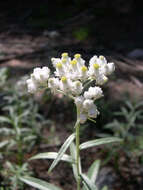 Imagem de Anaphalis margaritacea (L.) Benth.