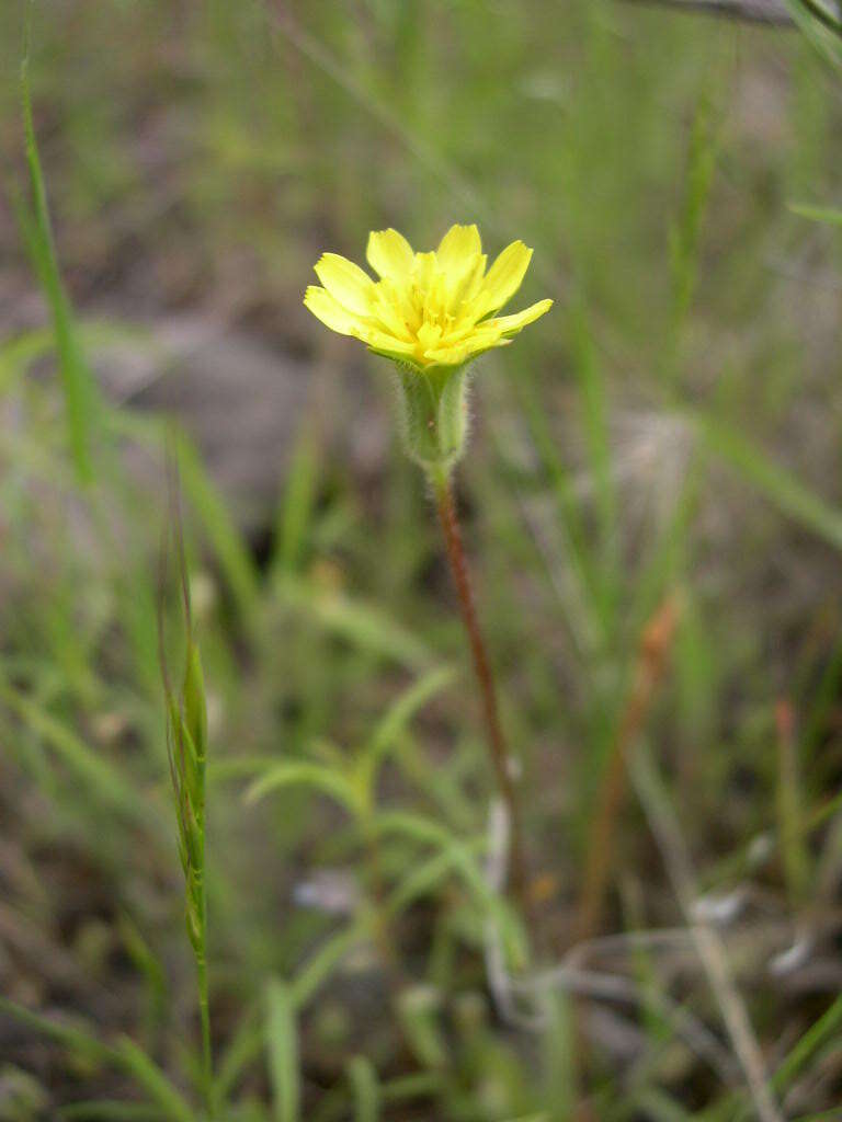 Image of annual agoseris