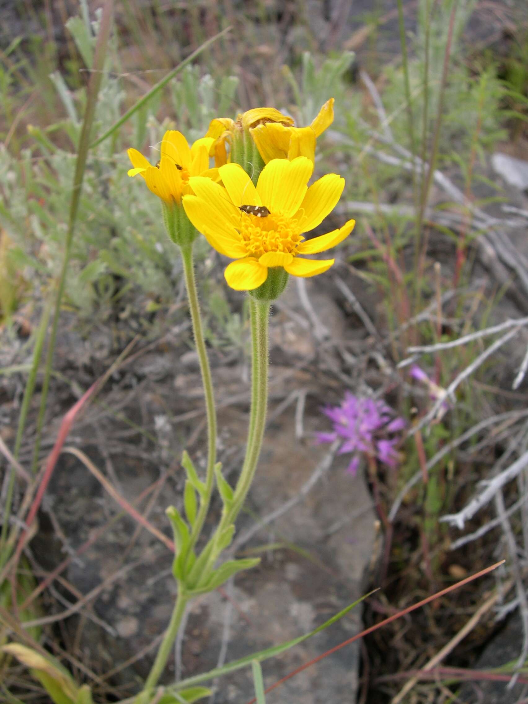 Image of twin arnica