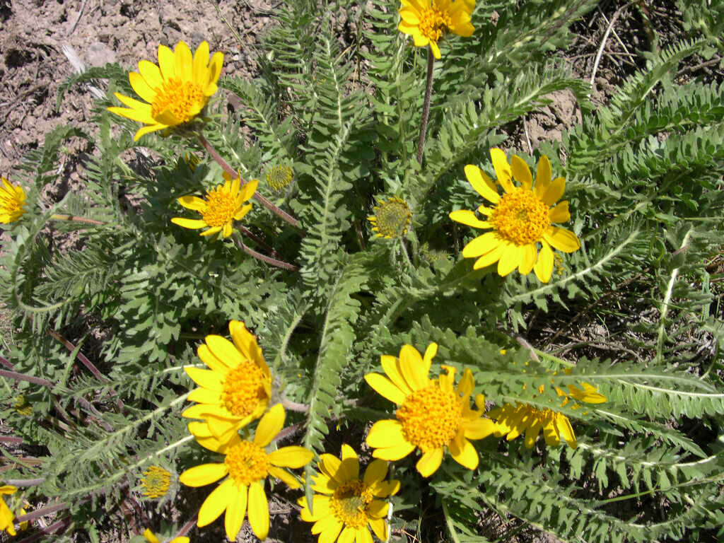 Image of Hooker's balsamroot