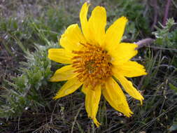 Image of Hooker's balsamroot