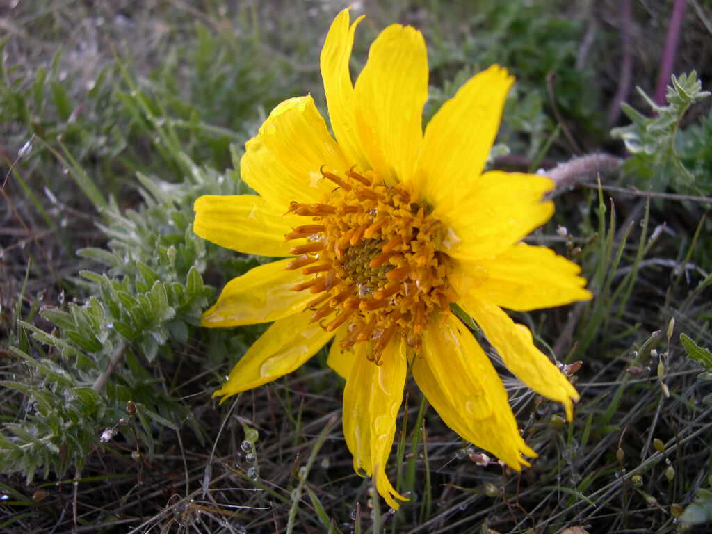 Image of Hooker's balsamroot