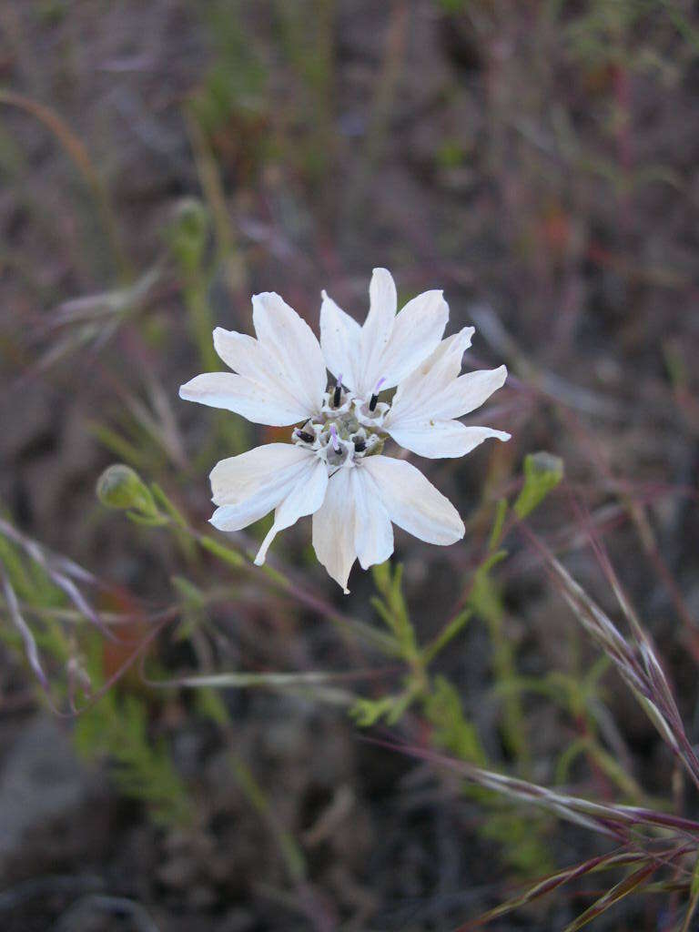 Image de Blepharipappus