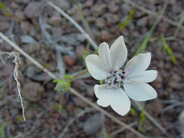 Image de Blepharipappus