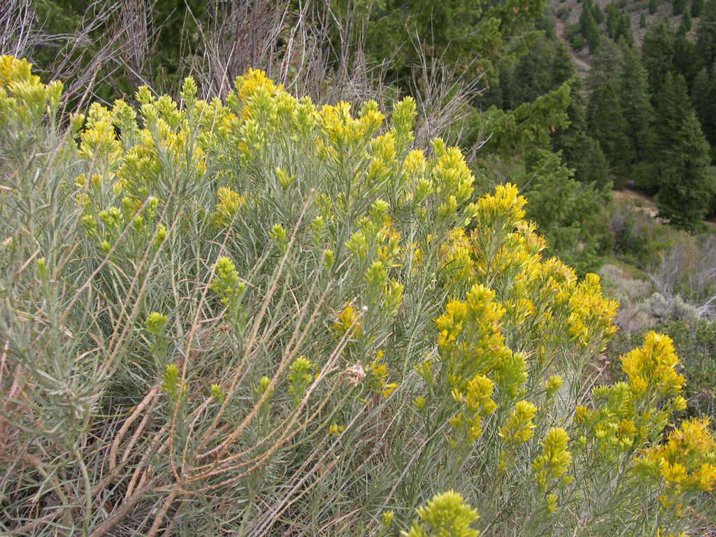 Image de Ericameria nauseosa (Pall. ex Pursh) G. L. Nesom & G. I. Baird