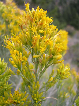 Image of rubber rabbitbrush