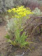 Image of tapertip hawksbeard