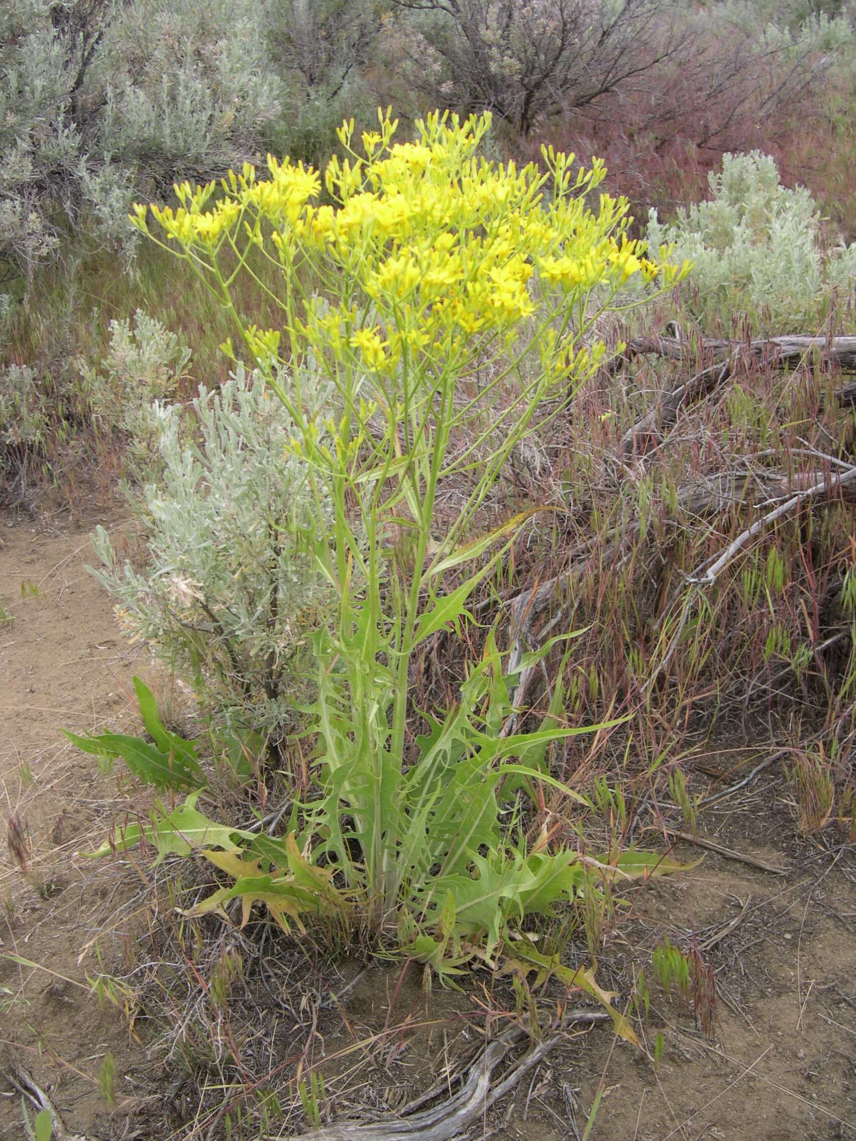 Image of tapertip hawksbeard