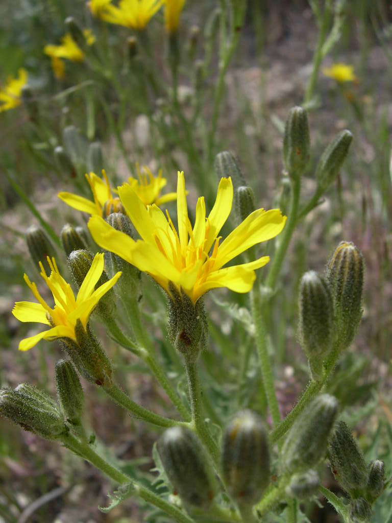 Image of largeflower hawksbeard