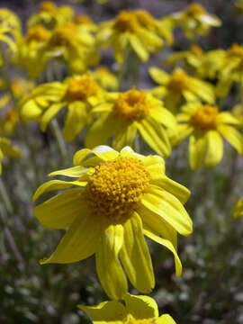 Image of Common Woolly Sunflower