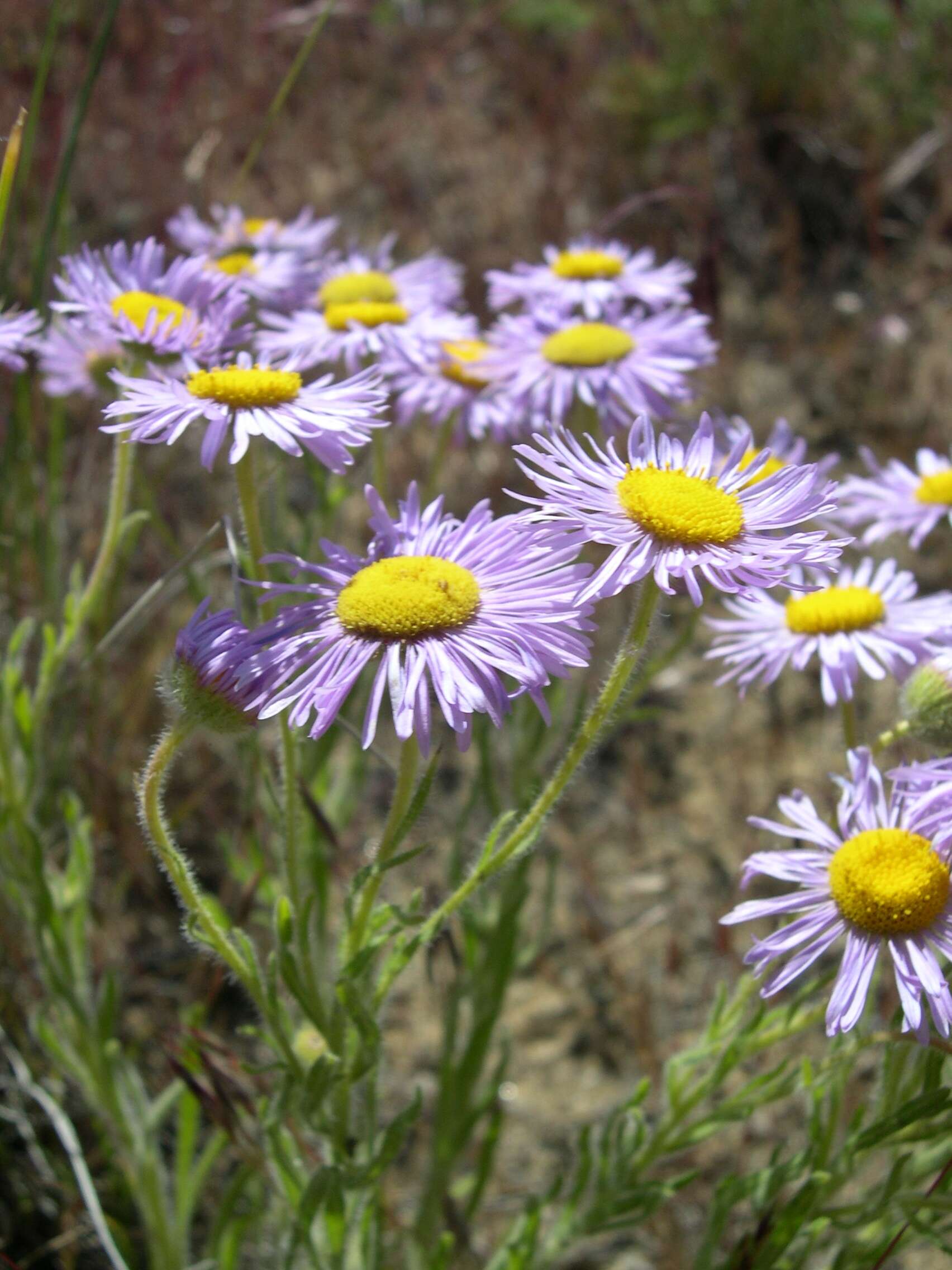 Image of Navajo fleabane