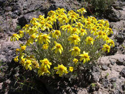 Image of Common Woolly Sunflower