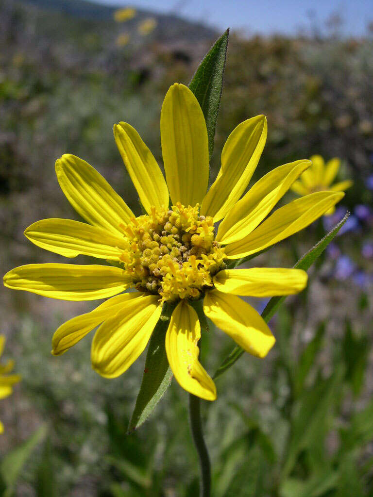 Sivun Helianthella uniflora (Nutt.) Torr. & A. Gray kuva