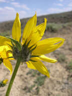 Image of Cusick's sunflower