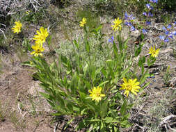 Sivun Helianthella uniflora (Nutt.) Torr. & A. Gray kuva