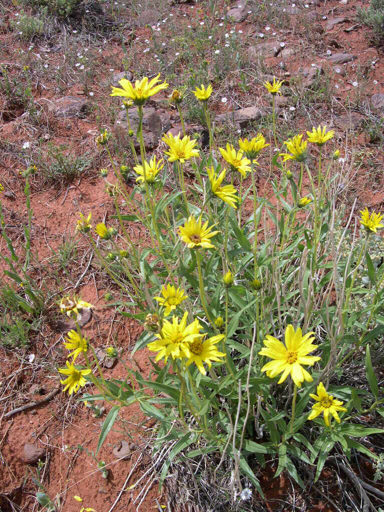 Image of Cusick's sunflower