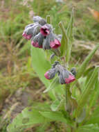 Plancia ëd Cynoglossum officinale L.