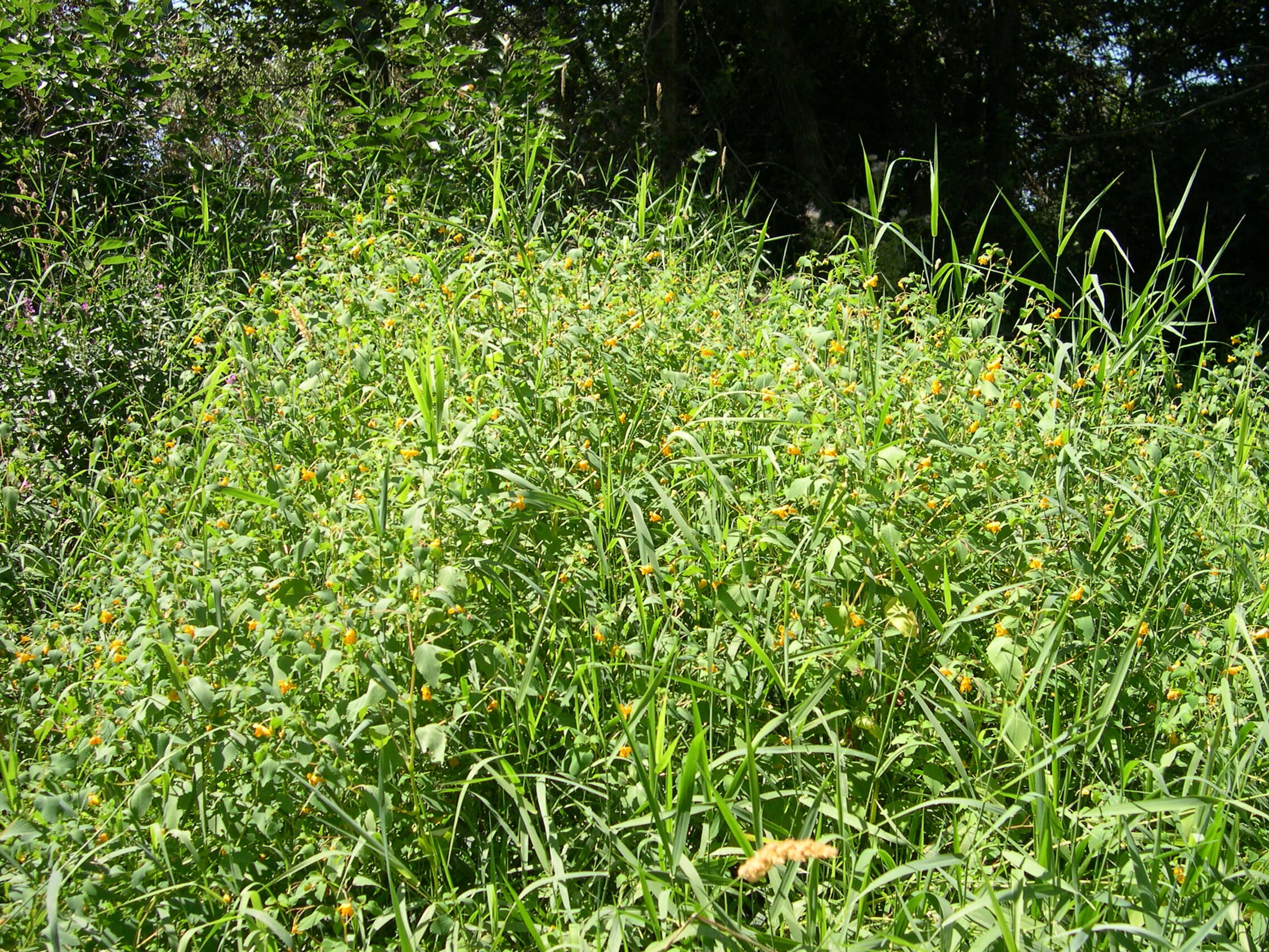 Image of jewelweed