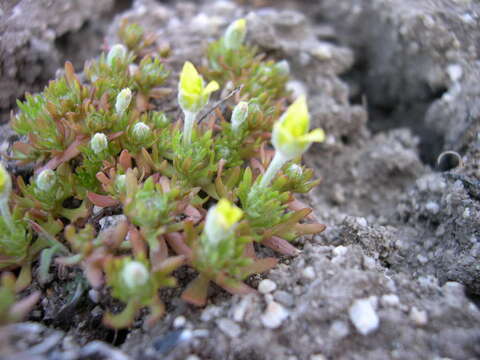 Imagem de Ceratocephalus testiculatus