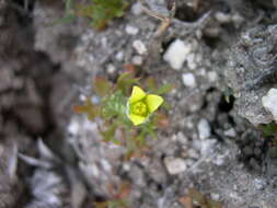 Image de Ceratocephalus testiculatus