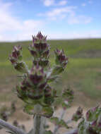 Sivun Salvia aethiopis L. kuva