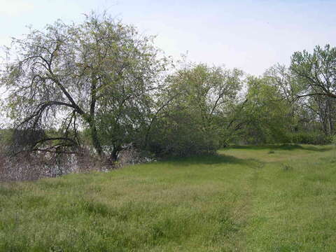 Image of Chinese elm