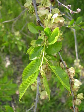 Image of Chinese elm