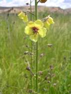 Imagem de Verbascum blattaria L.