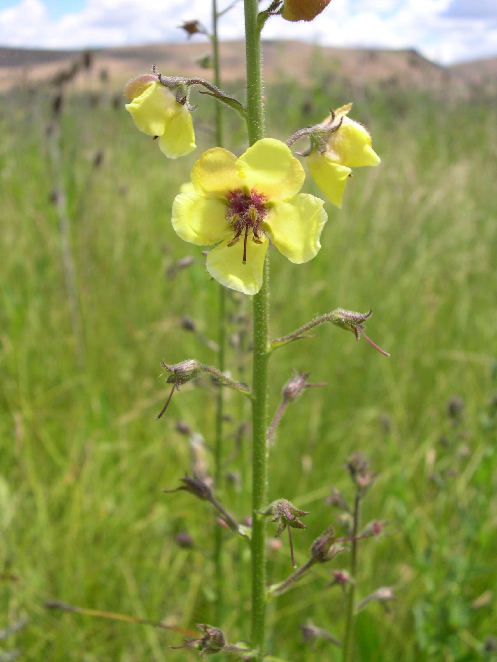 Imagem de Verbascum blattaria L.